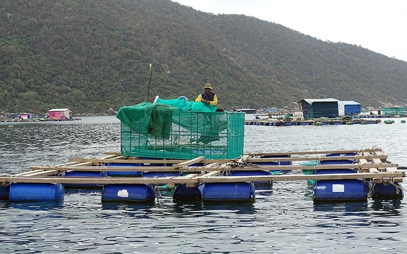 nuôi tôm sông cầu