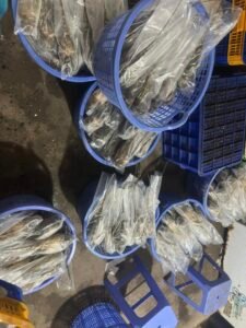 tôm hùm đông lạnh