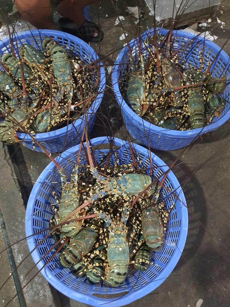 tôm hùm bông là gì