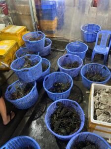 tôm hùm đông lạnh