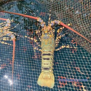 Công ty tôm hùm việt