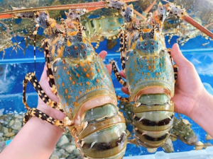 Lựa chọn tôm ngon