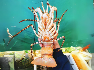 Gía tôm hùm hôm nay