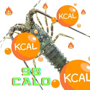 Tôm hùm Việt Nam Calo 98 - 100gr