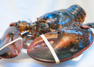 Tom-hum-alaska-tuoi-song