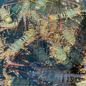 Tương lai nuôi trồng tôm hùm