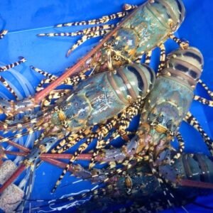 Tôm hùm bông sống size 300-500gr/com