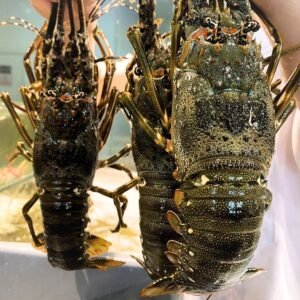 Tôm hùm xanh là gì