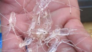 giá Tôm hùm giống