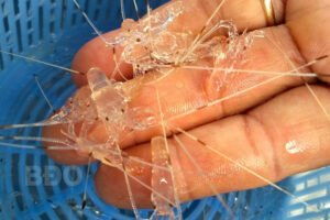 Tôm Hùm Xanh Giống