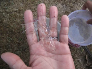 Giá Tôm Hùm Giống Hiện Nay