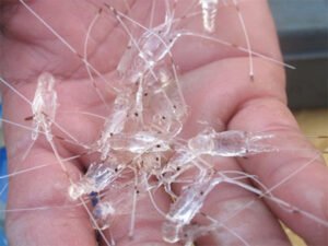 Tôm Hùm Giống Nhập Khẩu