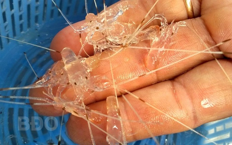 Sản Xuất Tôm Hùm Giống