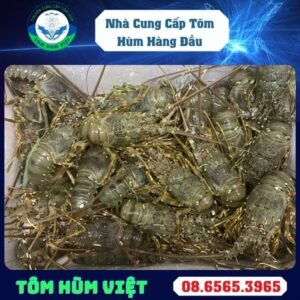 TÔM HÙM XANH SỐNG SIZE 300-400 GR/CON