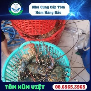 TÔM HÙM BÔNG SỐNG SIZE 700-900 GR/CON