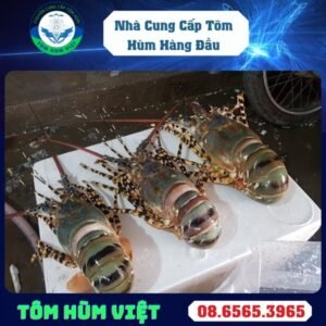 TÔM HÙM ĐÔNG LẠNH SIZE 700-1000 GR/CON