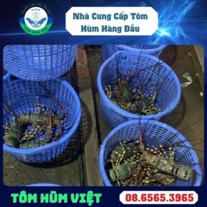 TÔM HÙM BÔNG SỐNG SIZE 200-300 GR/CON