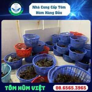 TÔM HÙM XANH SỐNG SIZE 200-300 GR/CON