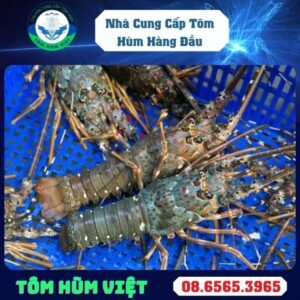 TÔM HÙM XANH SỐNG SIZE 500 GR UP
