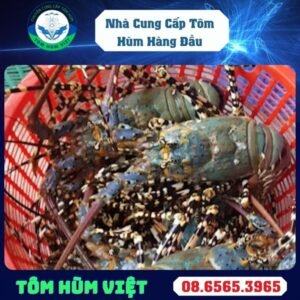 TÔM HÙM BÔNG SỐNG SIZE 500-700 GR/CON
