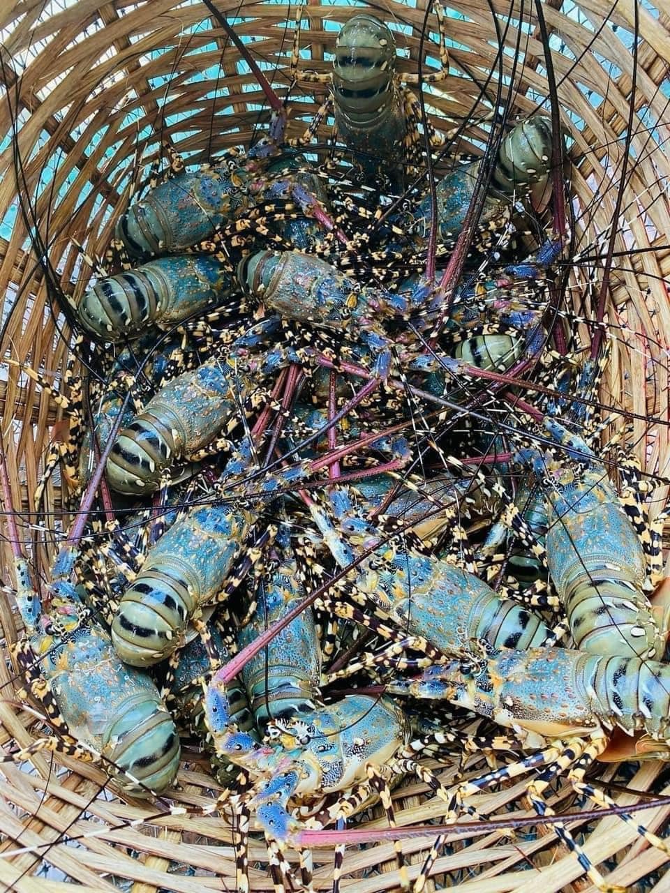 Gía Tôm Hùm Bông