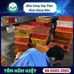 TÔM HÙM XANH SỐNG SIZE 100-200 GR/CON