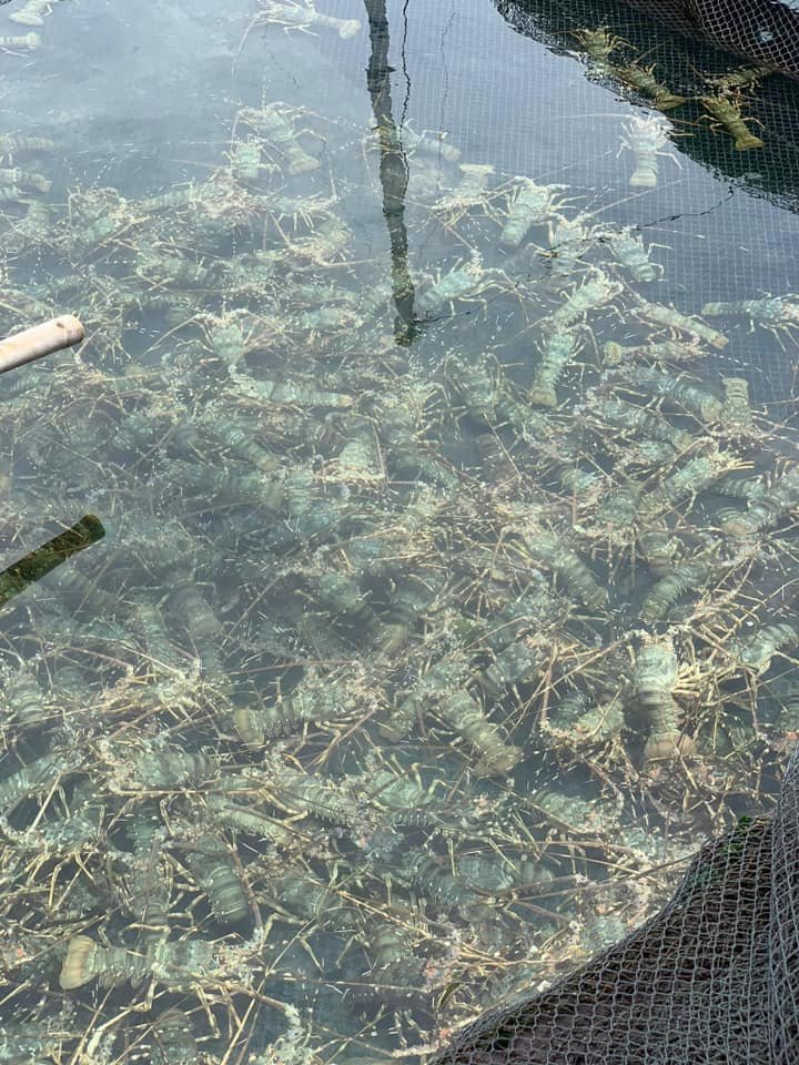 Trang Trại Tôm Hùm