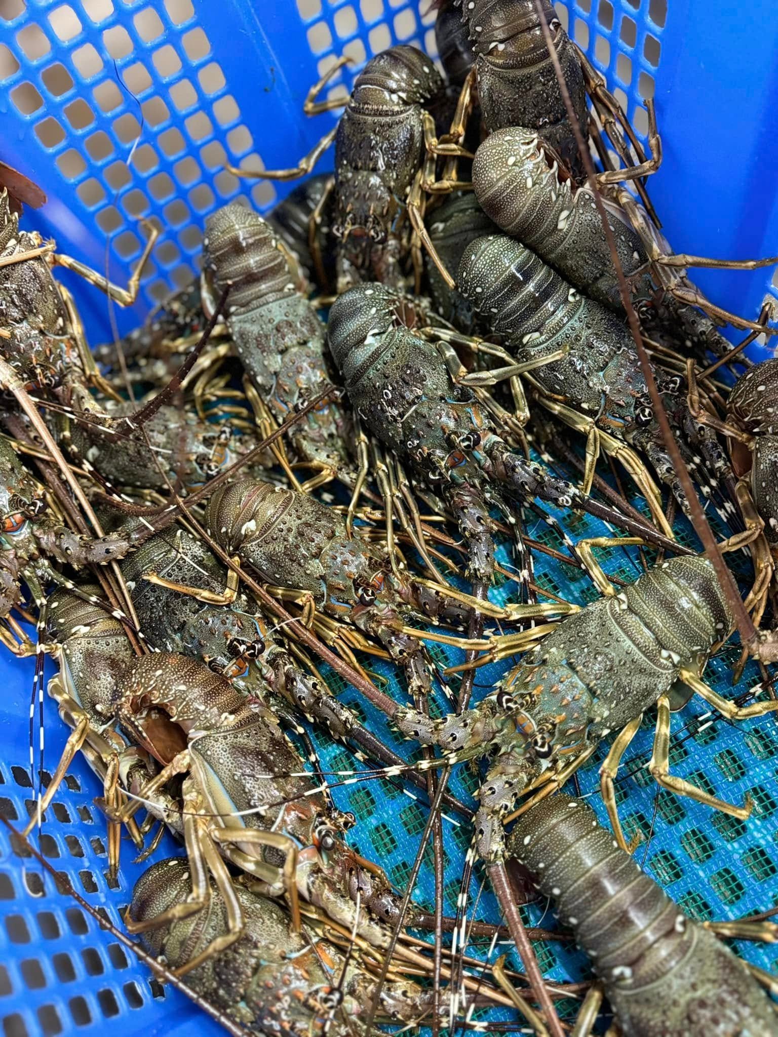 Cách Chọn Tôm Hùm Ngon