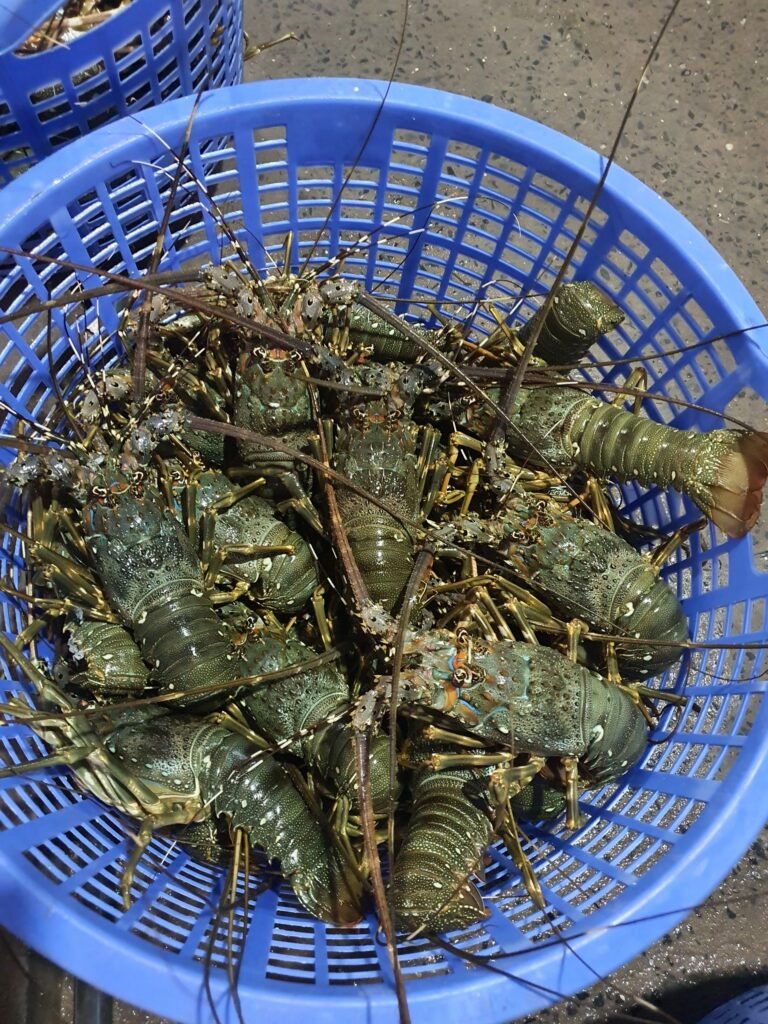 Đuôi Tôm Hùm Đông Lạnh
