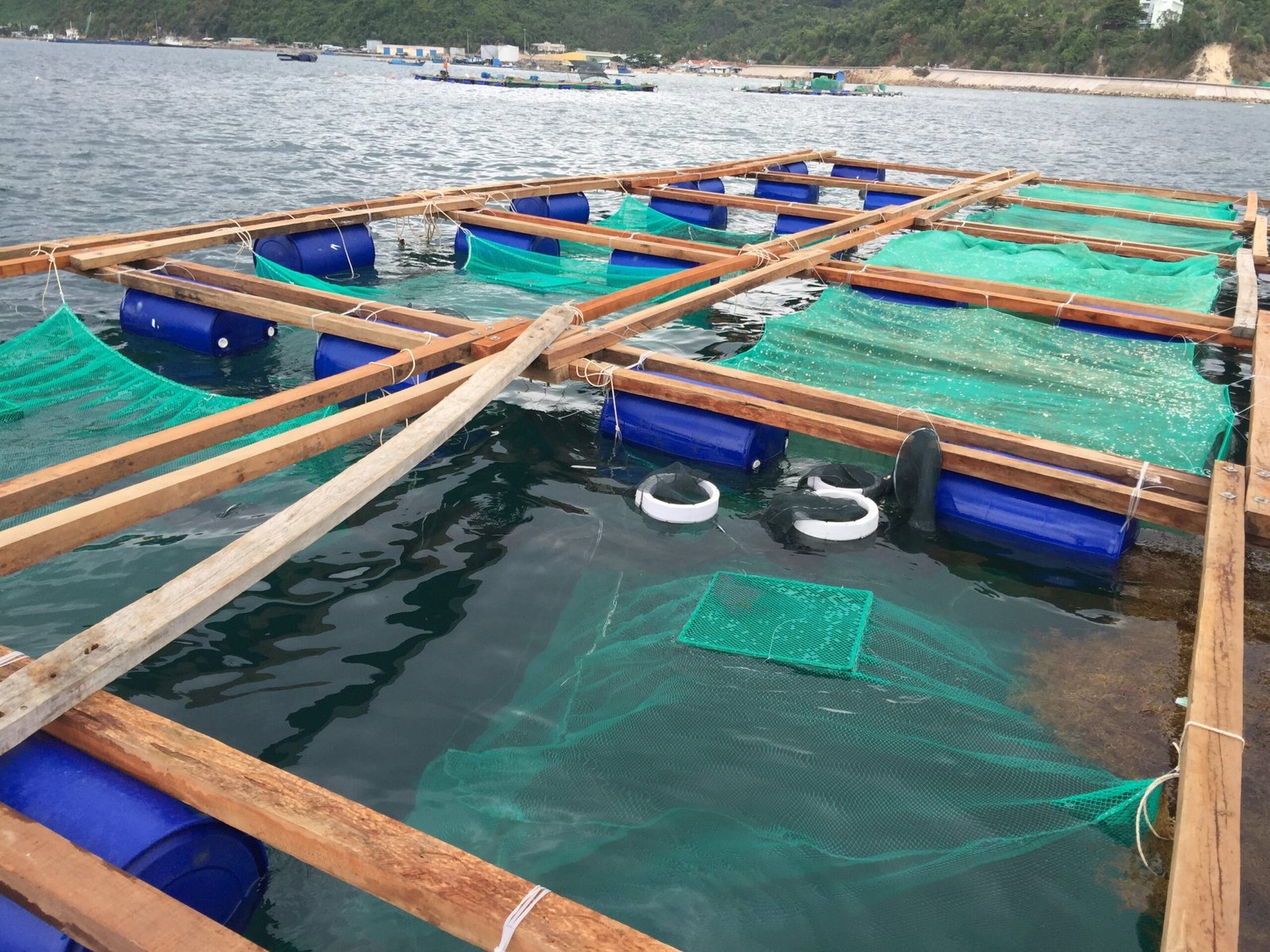 Kỹ Thuật Nuôi Tôm Hùm Công Nghệ Cao – Giải Pháp Nâng Cao Năng Suất Và Phát Triển Bền Vững