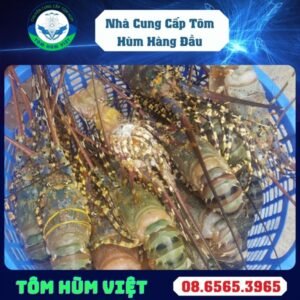 TÔM HÙM ĐÔNG LẠNH SIZE 500-700 GR/CON ( Tôm Xanh)