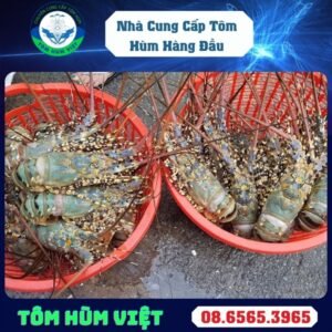 TÔM HÙM ĐÔNG LẠNH SIZE 300-500 GR/CON