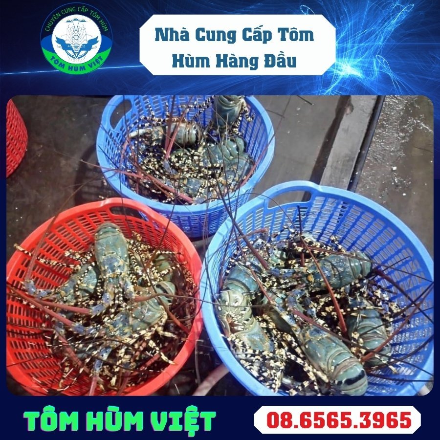 Địa Chỉ Bán Tôm Hùm Uy Tín