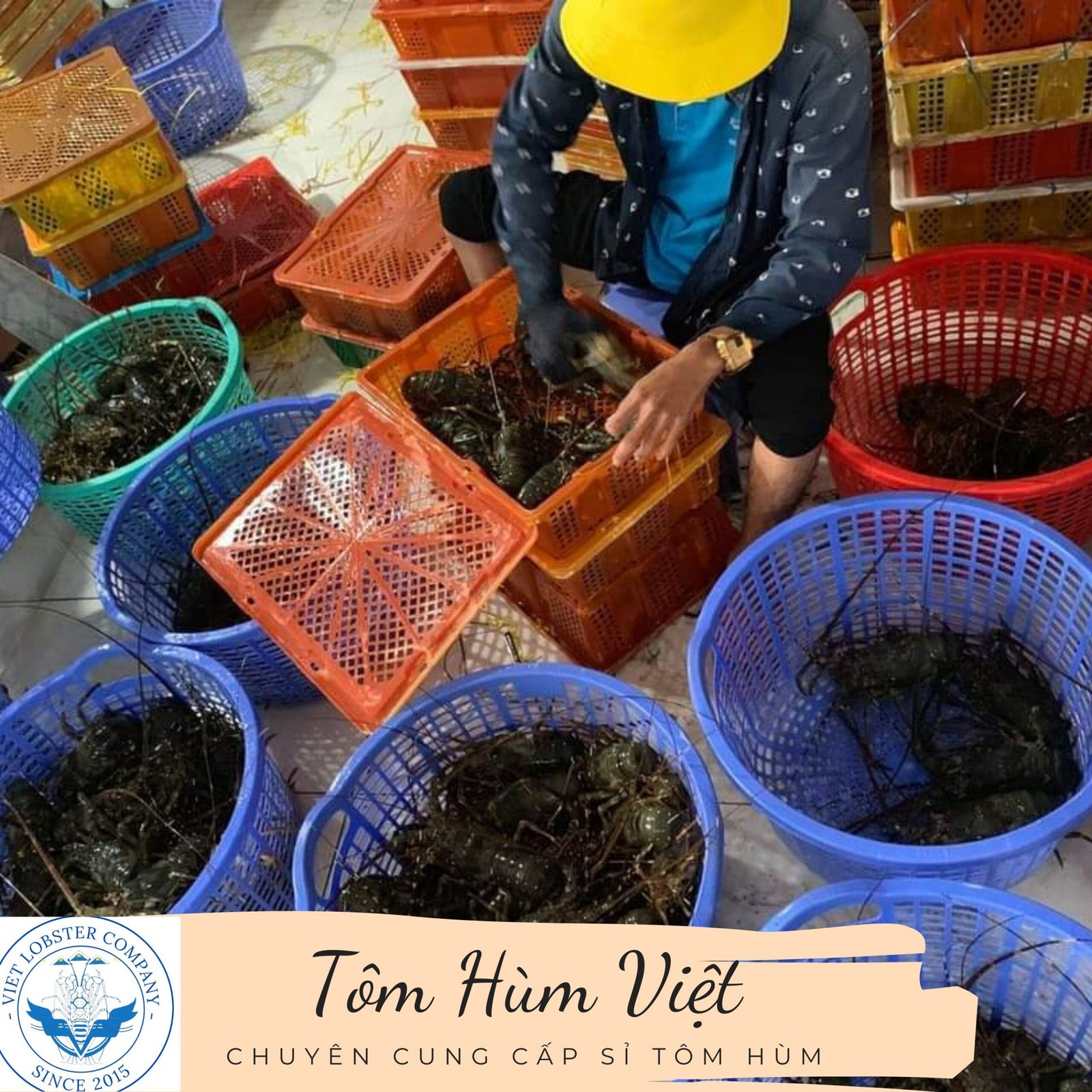 Bán Tôm Hùm Giá Sỉ