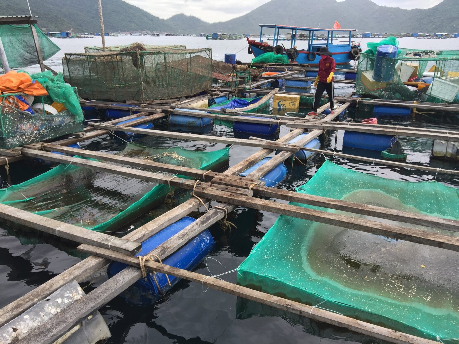 Trang Trại Tôm Hùm Việt