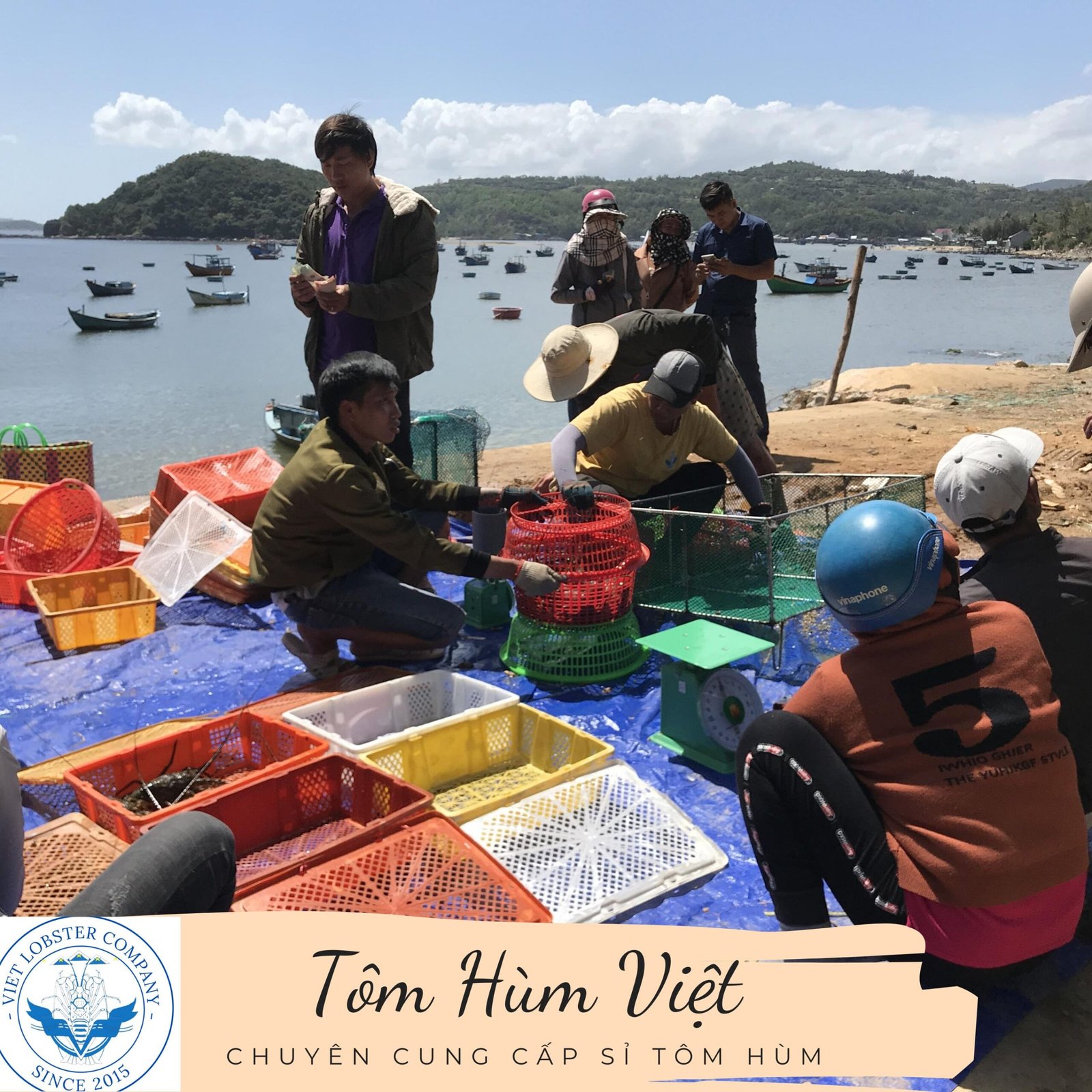 Địa chỉ bán tôm hùm giá sỉ uy tín