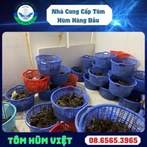 TÔM HÙM XANH SỐNG SIZE 400-500 GR/CON
