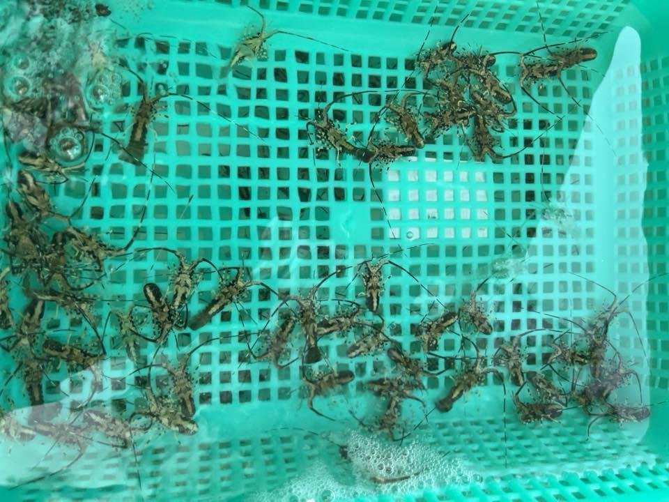 Nuôi Tôm Hùm Giống