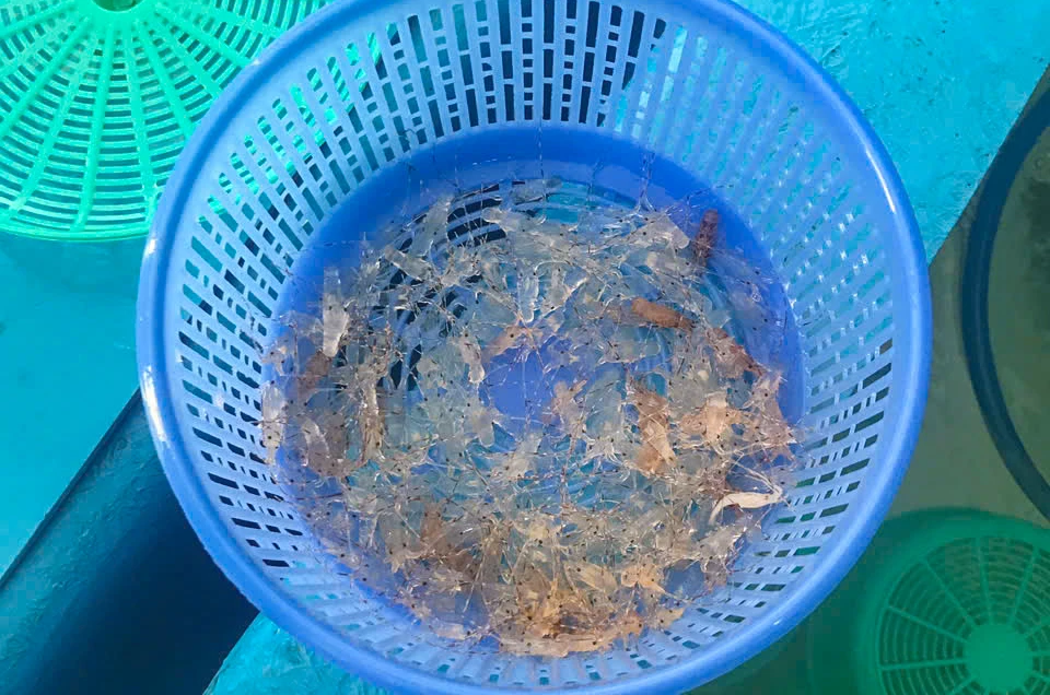 Kỹ Thuật Chọn Tôm Hùm Giống