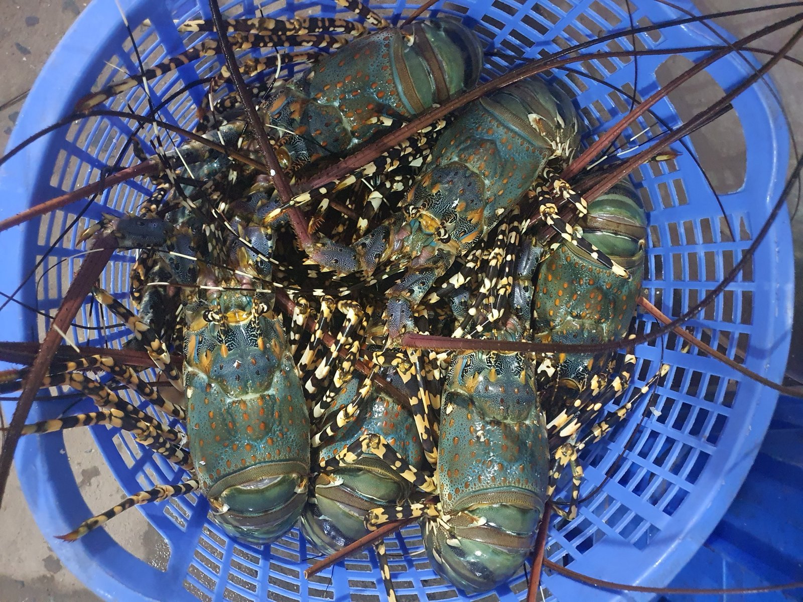mua tôm hùm sống