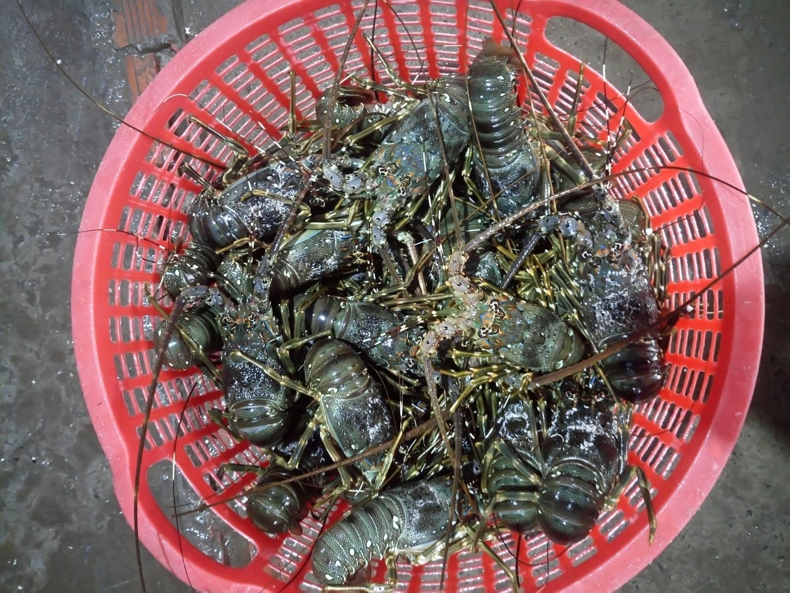 tôm hùm sống