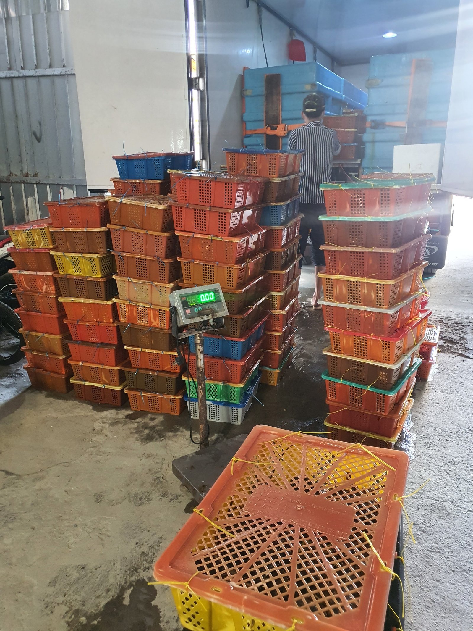 tôm hùm chất lượng