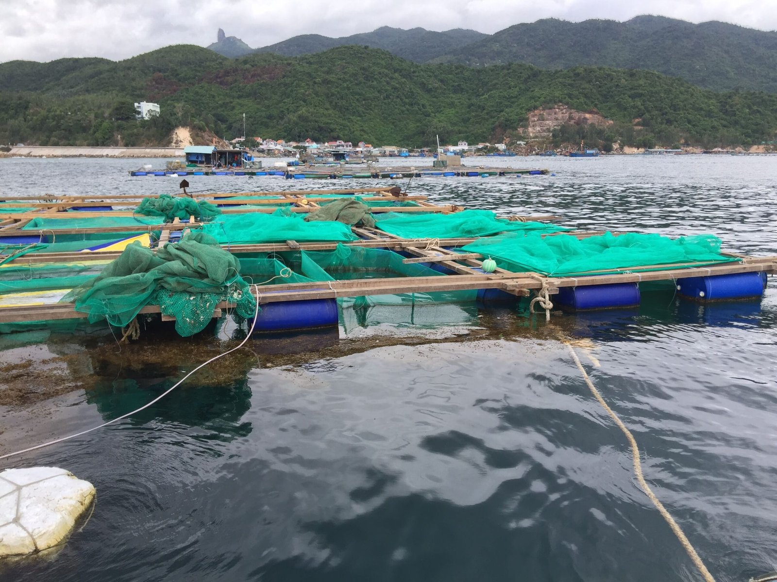 TÔM HÙM SỐNG CẦU