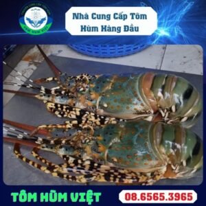 TÔM HÙM ĐÔNG LẠNH SIZE 1000 GR UP