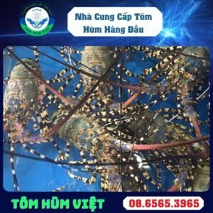 TÔM HÙM BÔNG SỐNG SIZE 900-1000 GR/CON
